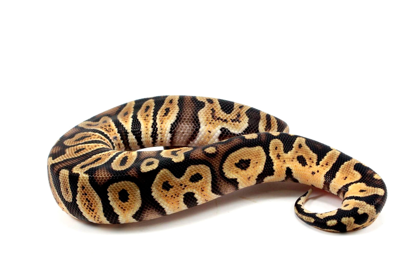 Pastel Orange Dream GHI Ball Python