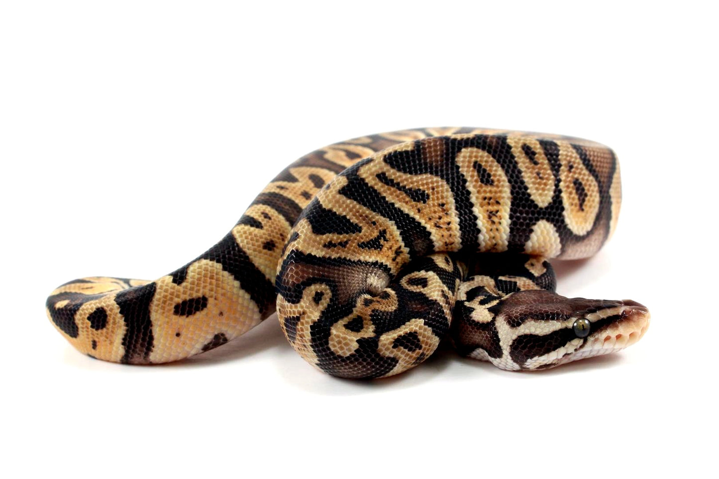Pastel Orange Dream GHI Ball Python