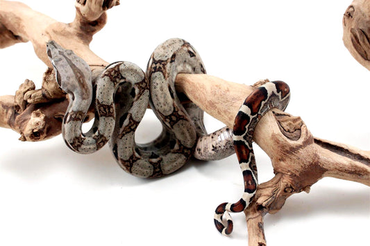 Classic het Blood Colombian Boa