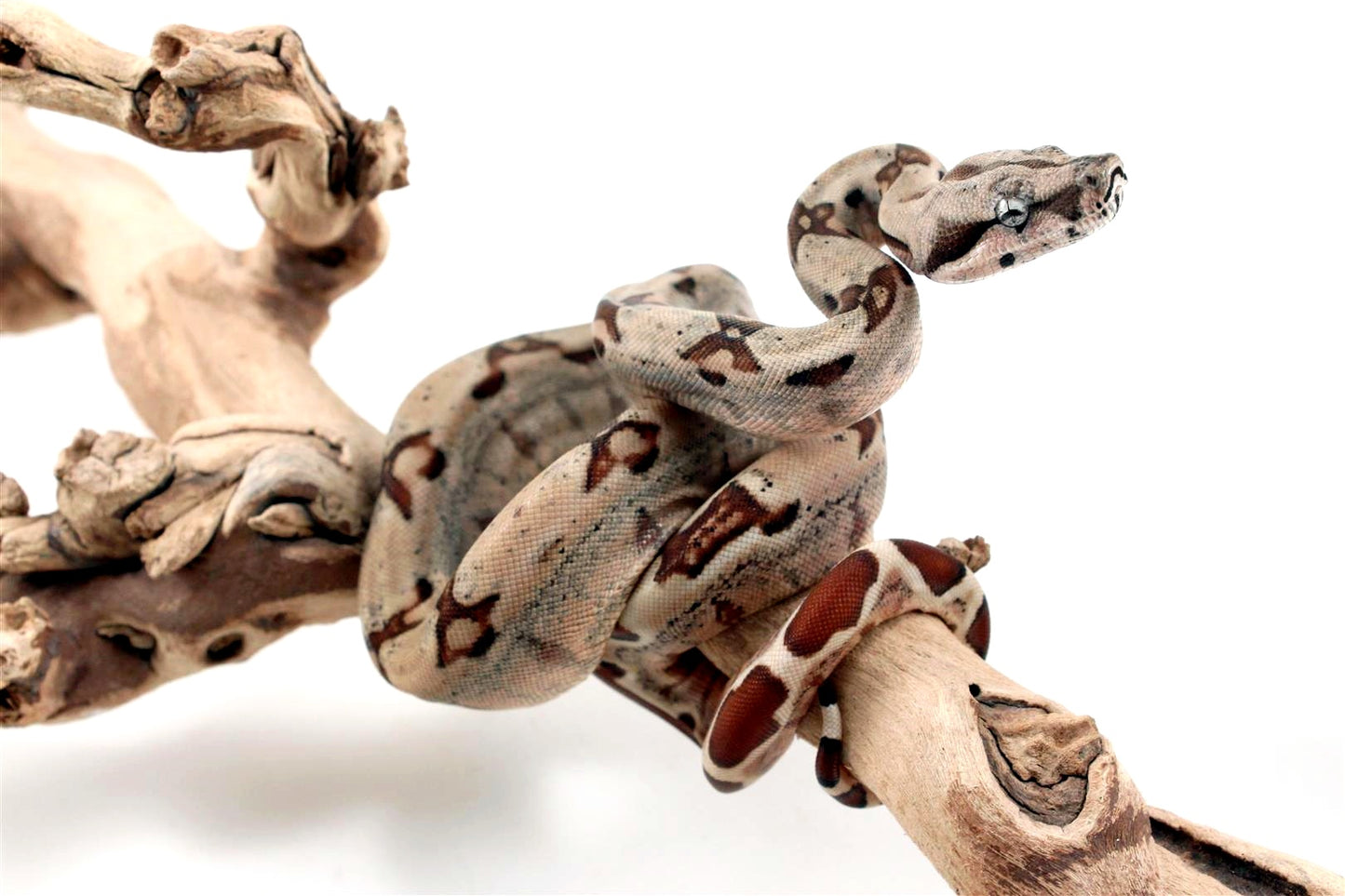 Hypo Jungle het Blood Colombian Boa