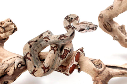 Hypo Jungle het Blood Colombian Boa