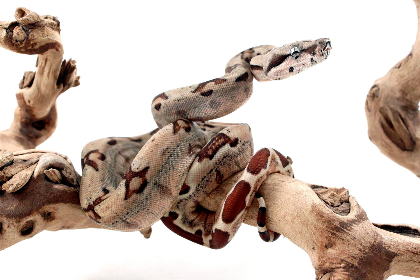 Hypo Jungle het Blood Colombian Boa