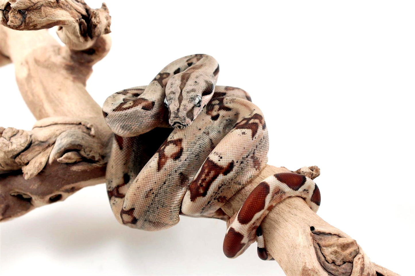 Hypo Jungle het Blood Colombian Boa
