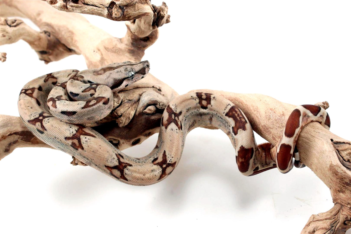 Hypo Jungle het Blood Colombian Boa