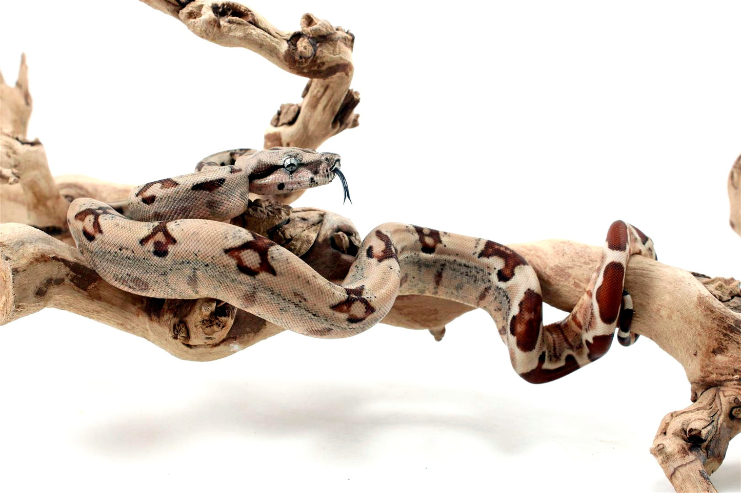 Hypo Jungle het Blood Colombian Boa