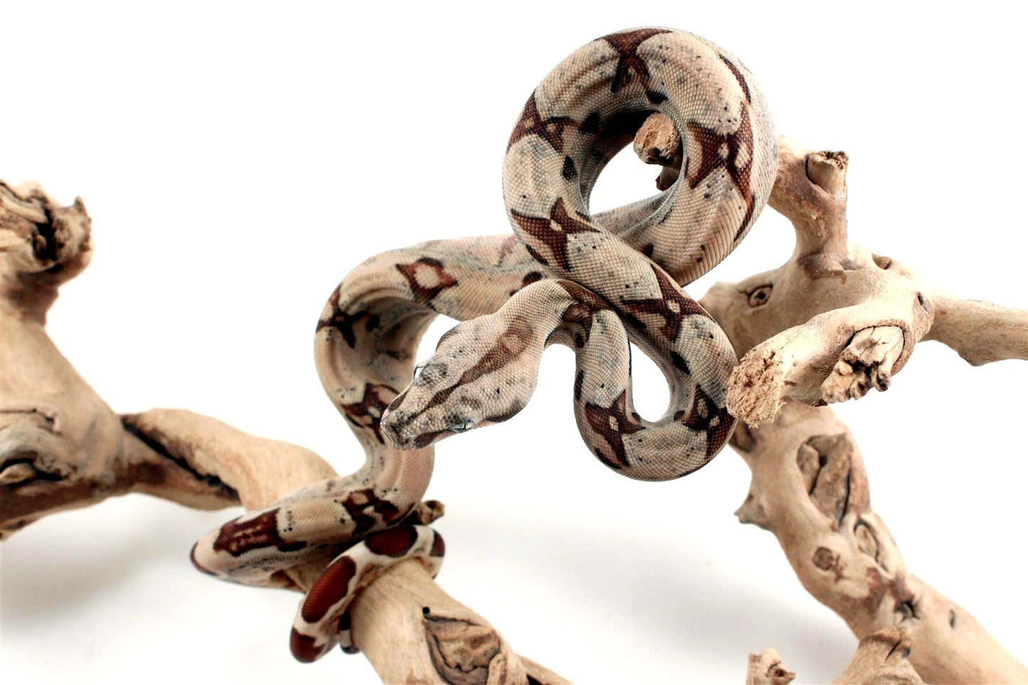 Hypo Jungle het Blood Colombian Boa