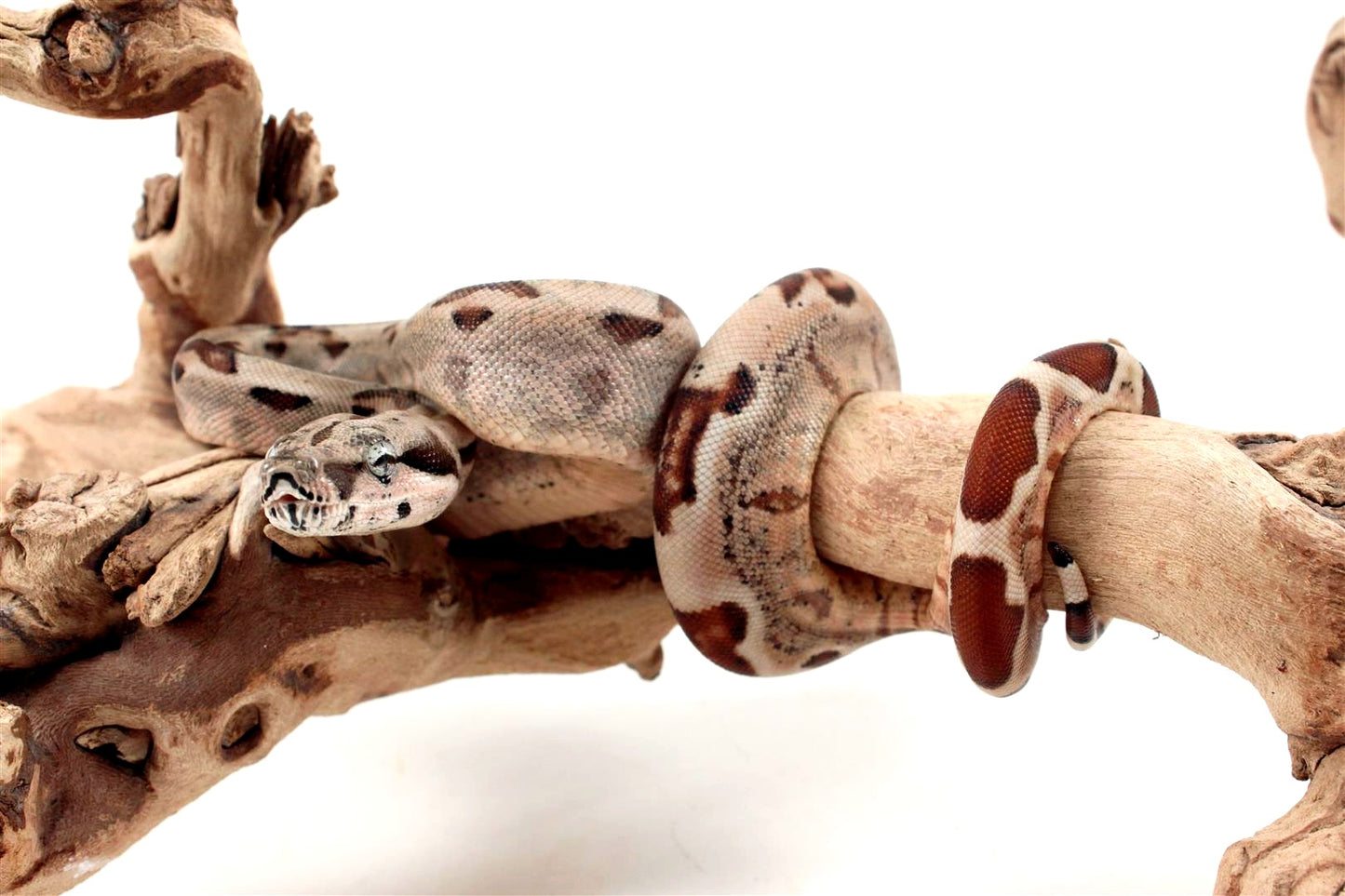 Hypo Jungle het Blood Colombian Boa