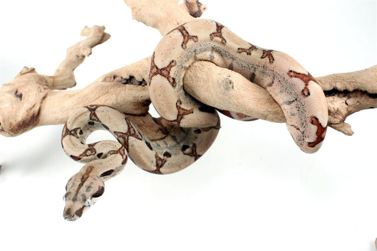Hypo Jungle het Blood Colombian Boa