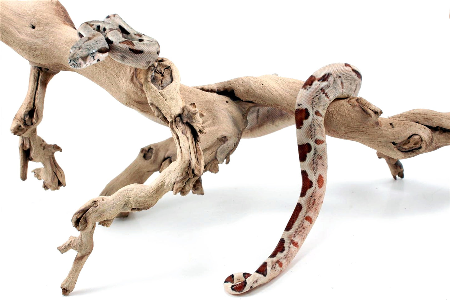 Hypo het Blood Colombian Boa