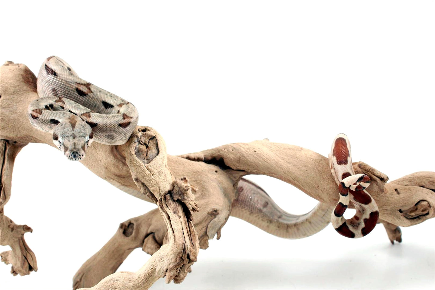 Hypo het Blood Colombian Boa