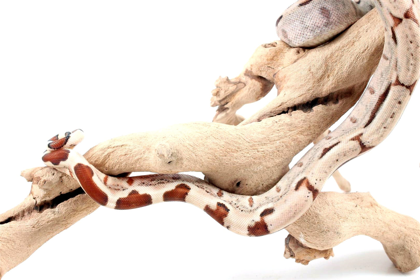 Hypo het Blood Colombian Boa