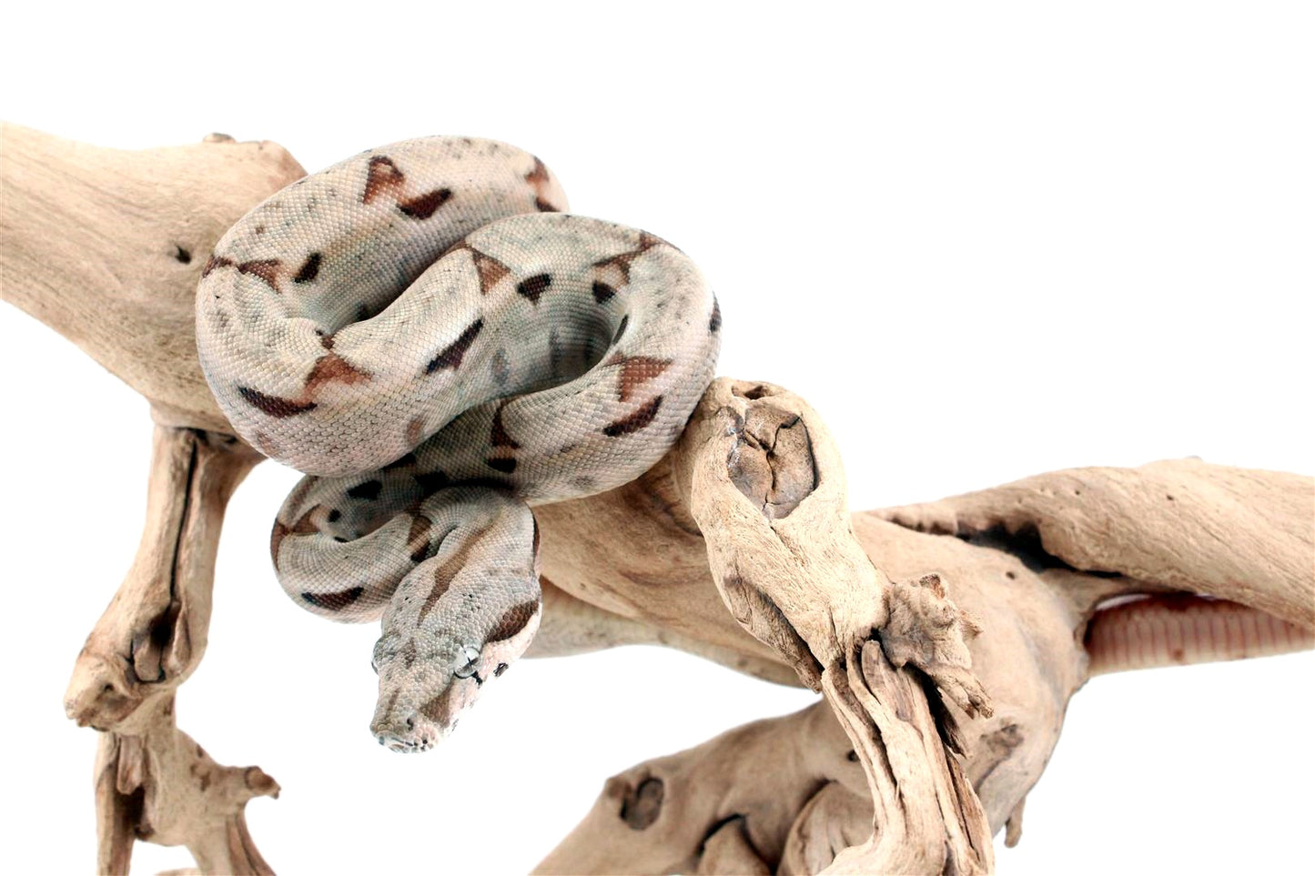 Hypo het Blood Colombian Boa