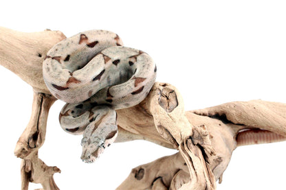 Hypo het Blood Colombian Boa