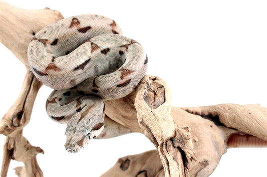 Hypo het Blood Colombian Boa