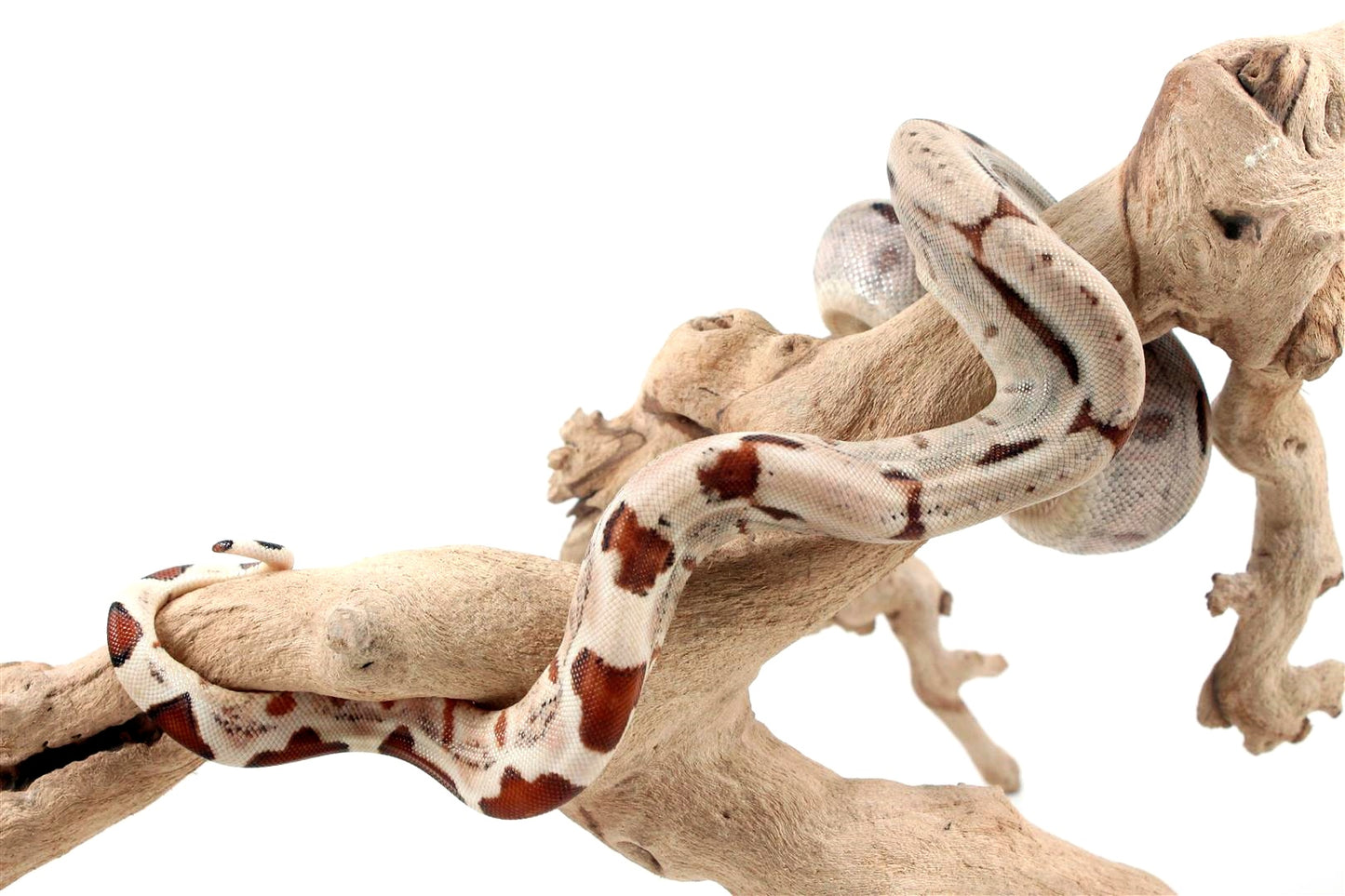 Hypo het Blood Colombian Boa