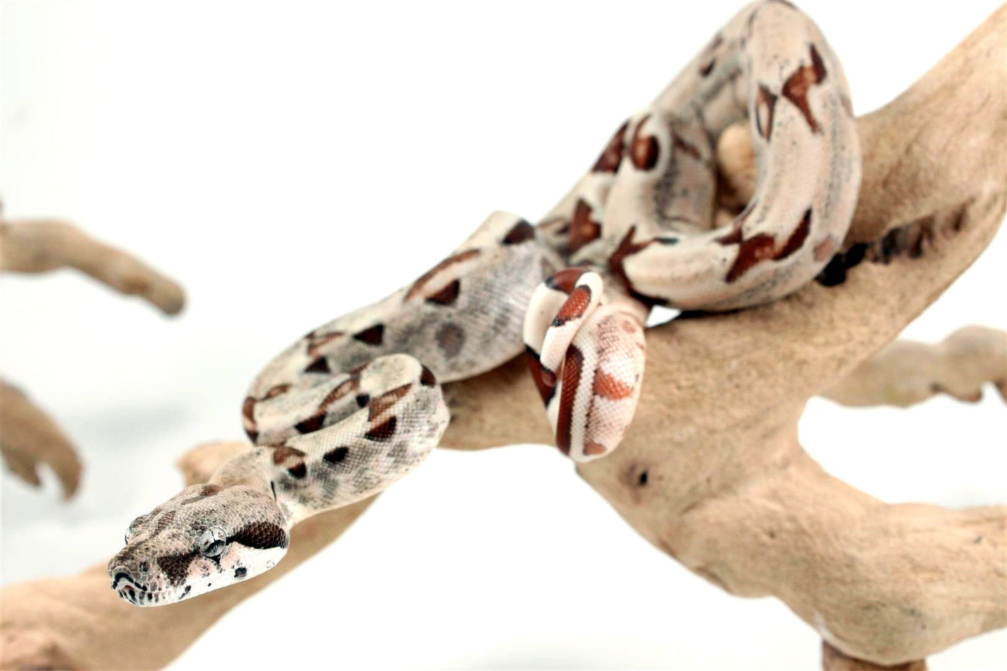 Hypo het Blood Colombian Boa