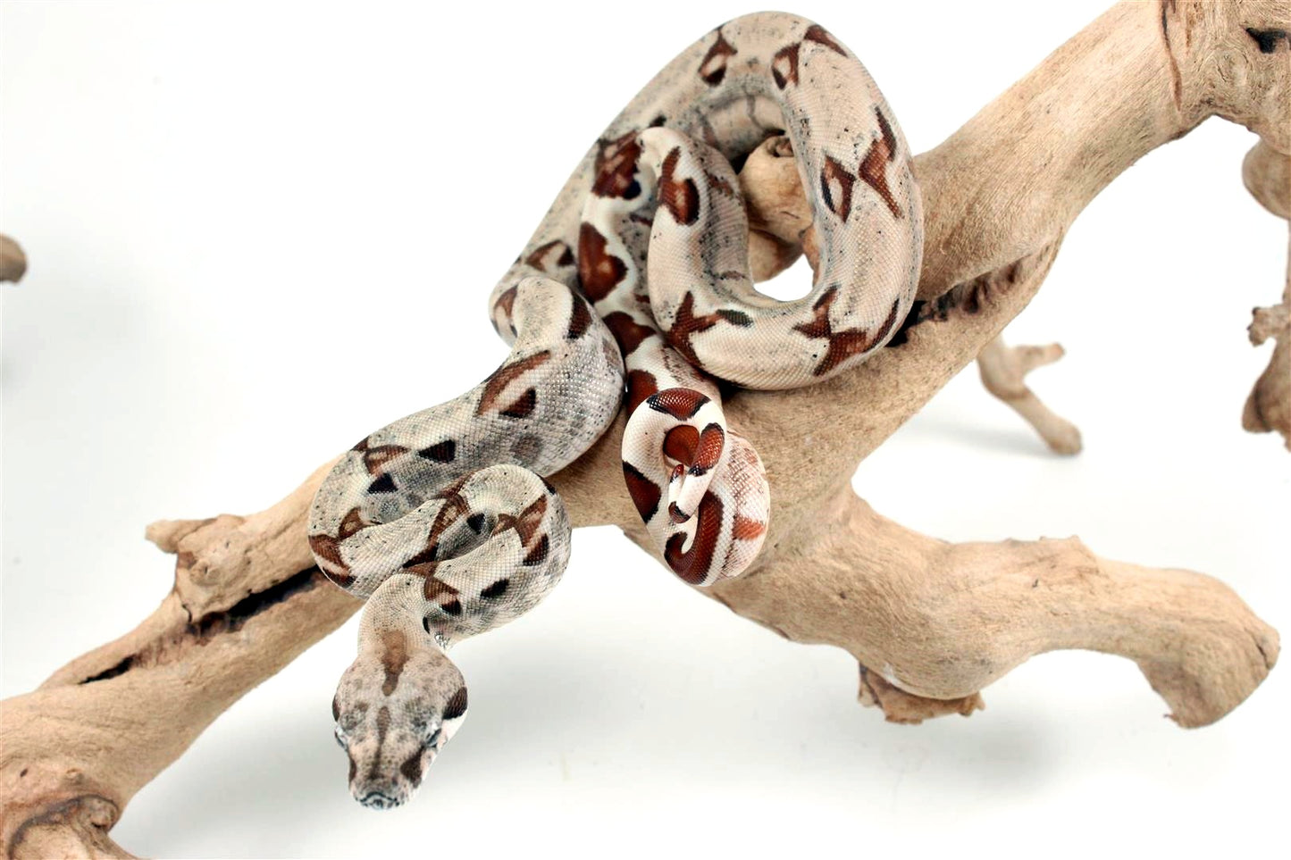 Hypo het Blood Colombian Boa
