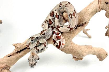 Hypo het Blood Colombian Boa