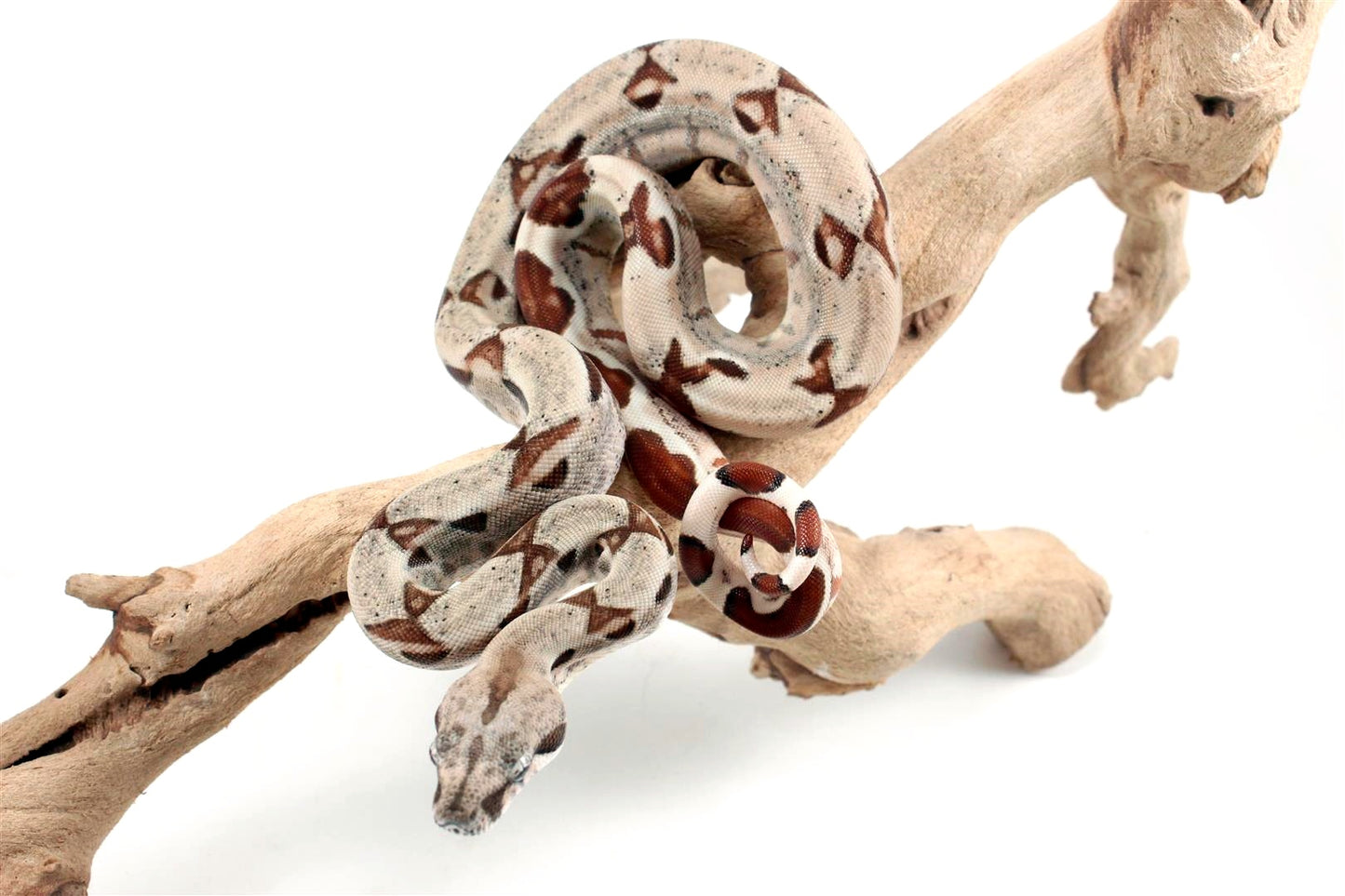 Hypo het Blood Colombian Boa