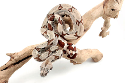 Hypo het Blood Colombian Boa