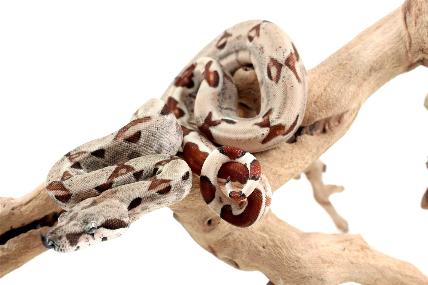 Hypo het Blood Colombian Boa