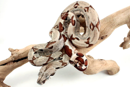 Hypo het Blood Colombian Boa