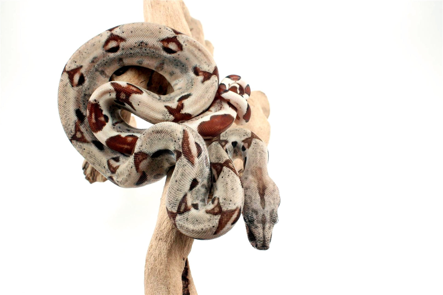 Hypo het Blood Colombian Boa