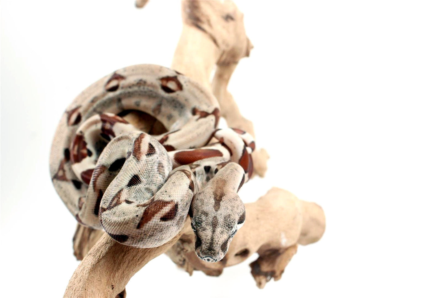 Hypo het Blood Colombian Boa