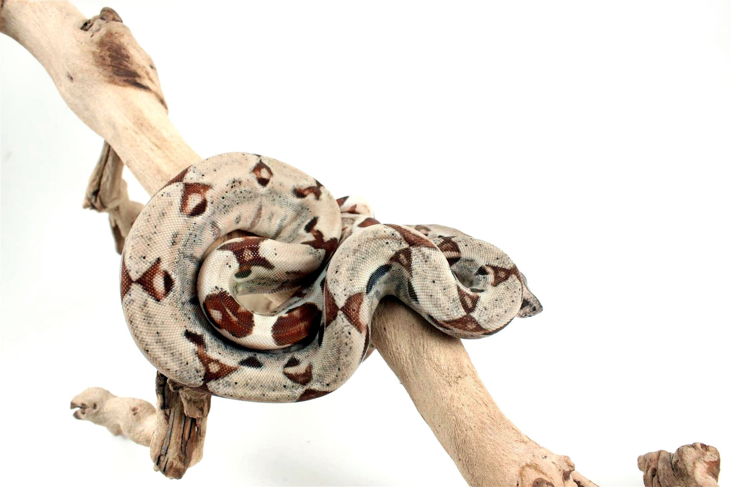Hypo het Blood Colombian Boa