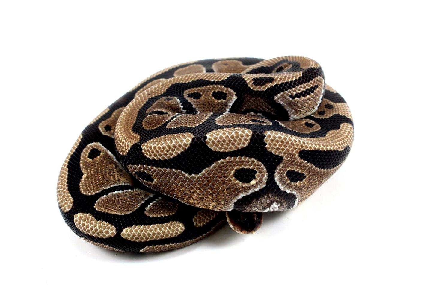 Classic Het Clown Ball Python