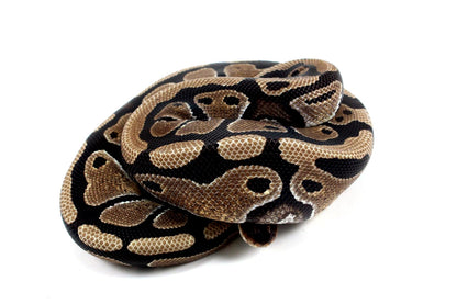 Classic Het Clown Ball Python