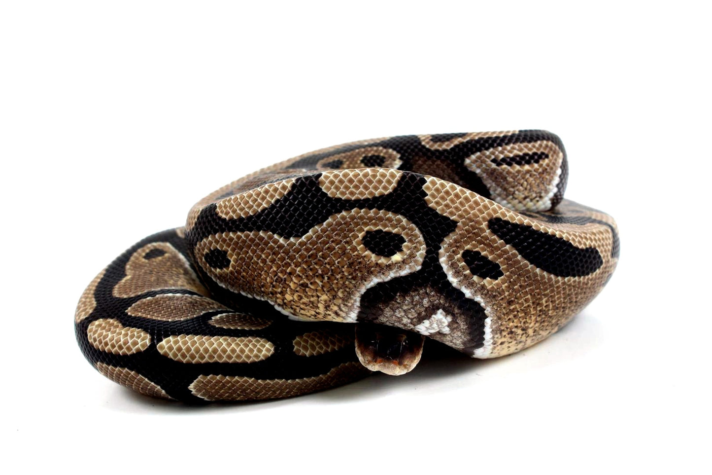 Classic Het Clown Ball Python
