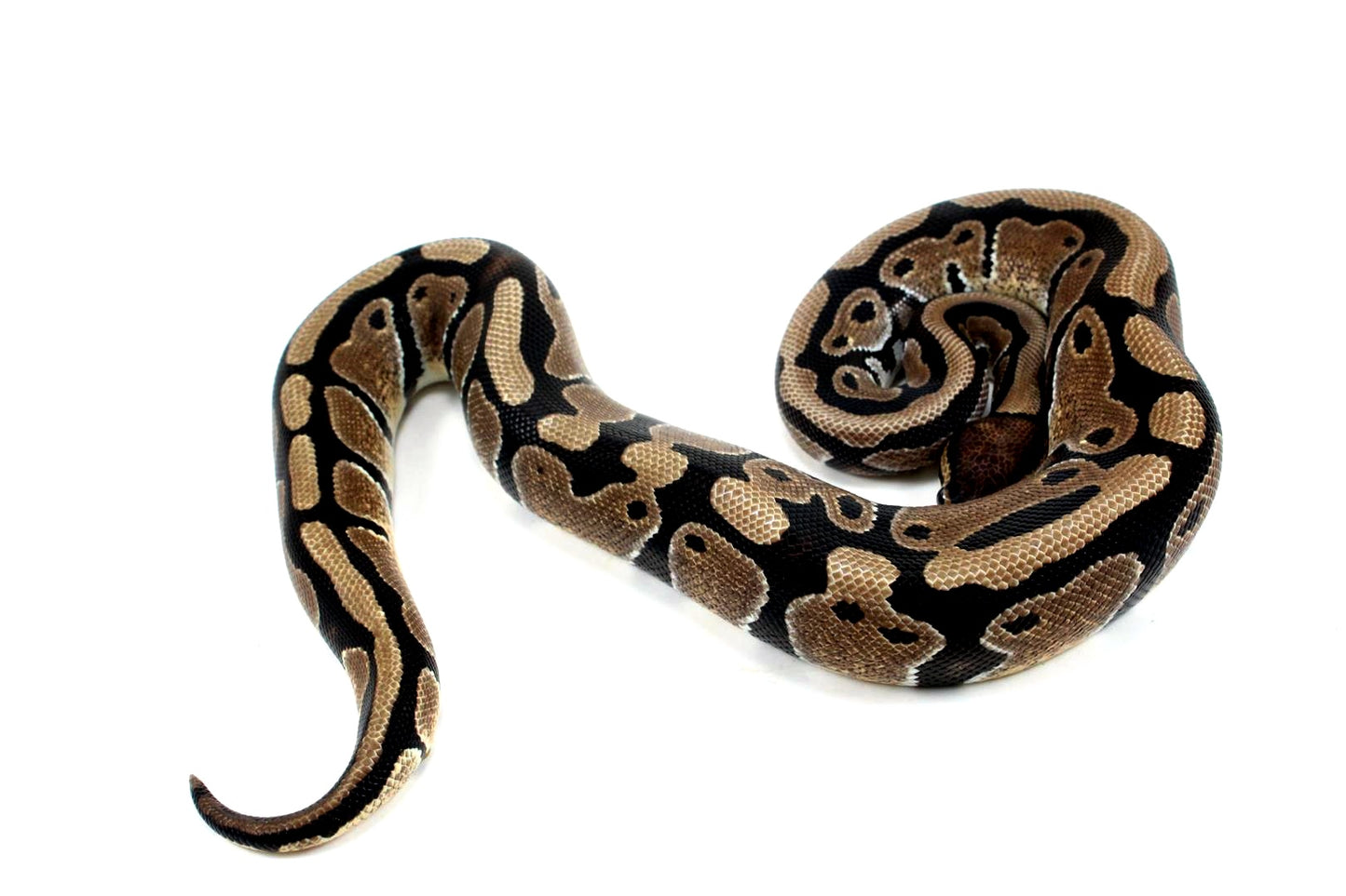Classic Het Clown Ball Python