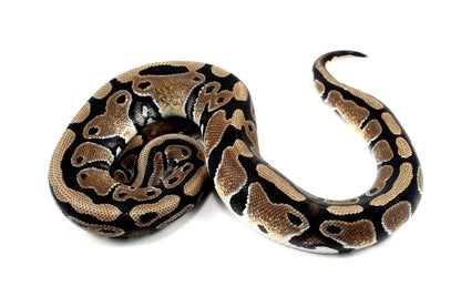 Classic Het Clown Ball Python