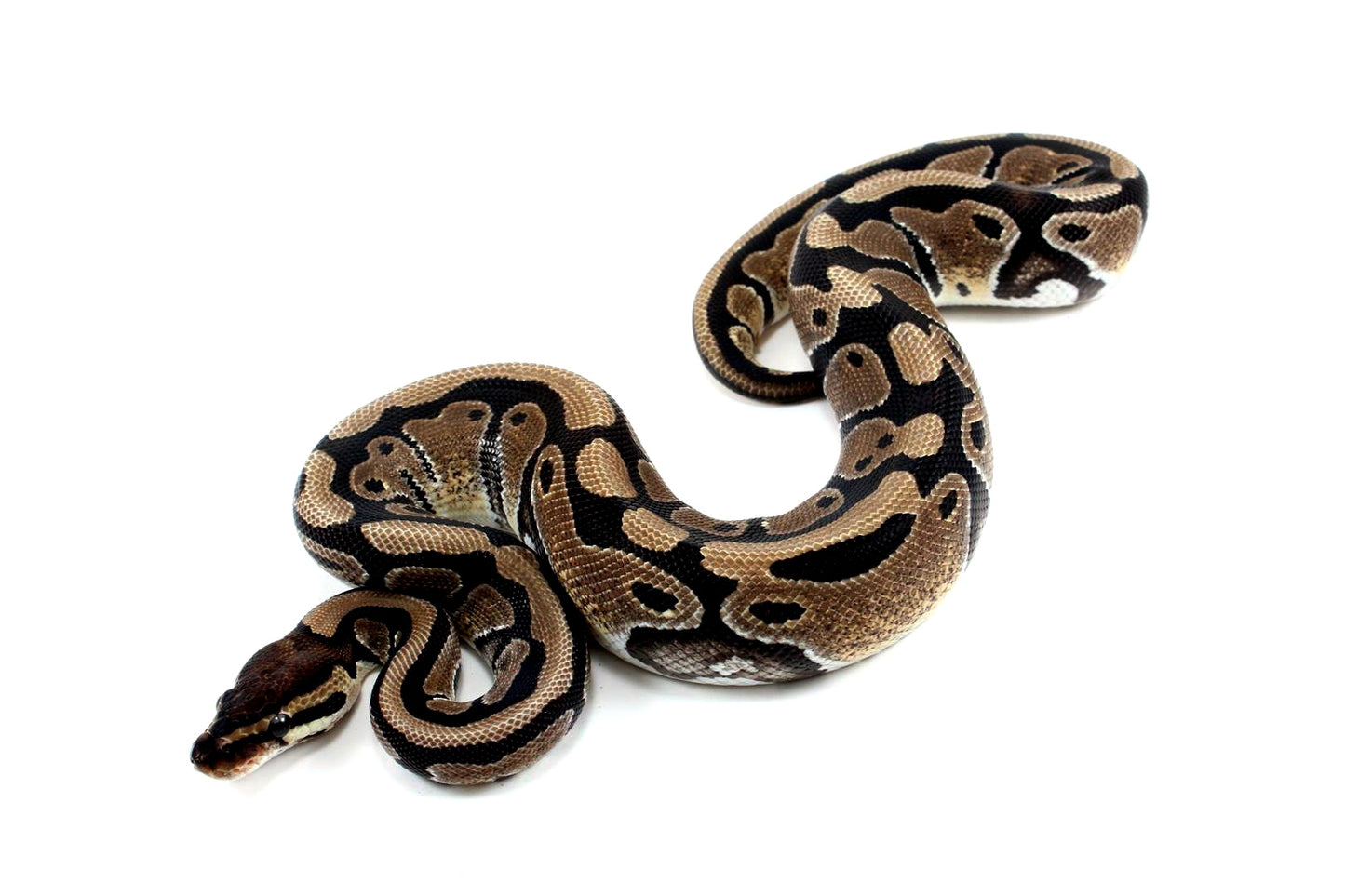 Classic Het Clown Ball Python