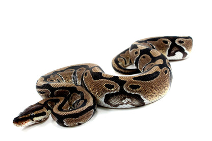 Classic Het Clown Ball Python