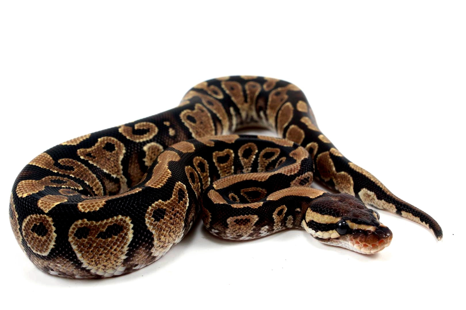 Yellow Belly het Clown Ball Python – All Reptiles