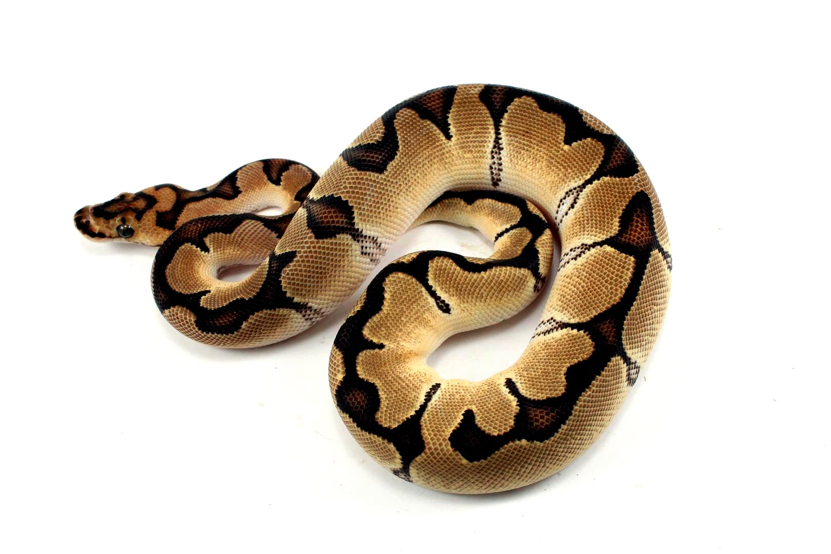 Ball Python Color Orange Orange Dream Clown Ball Python - All Reptiles