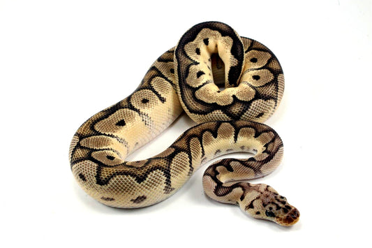 Pastel Clown Ball Python