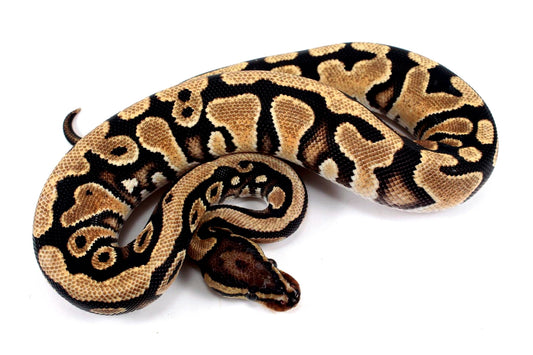 Orange Dream Yellow Belly het Clown Ball Python