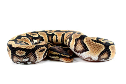 Orange Dream Yellow Belly het Clown Ball Python