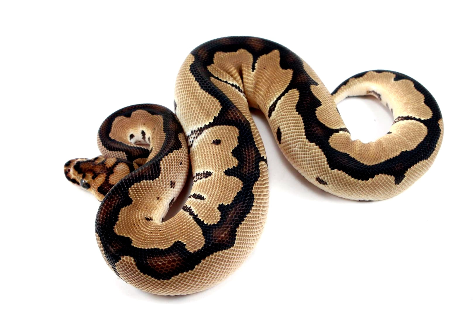 Orange Dream Clown Ball Python All Reptiles