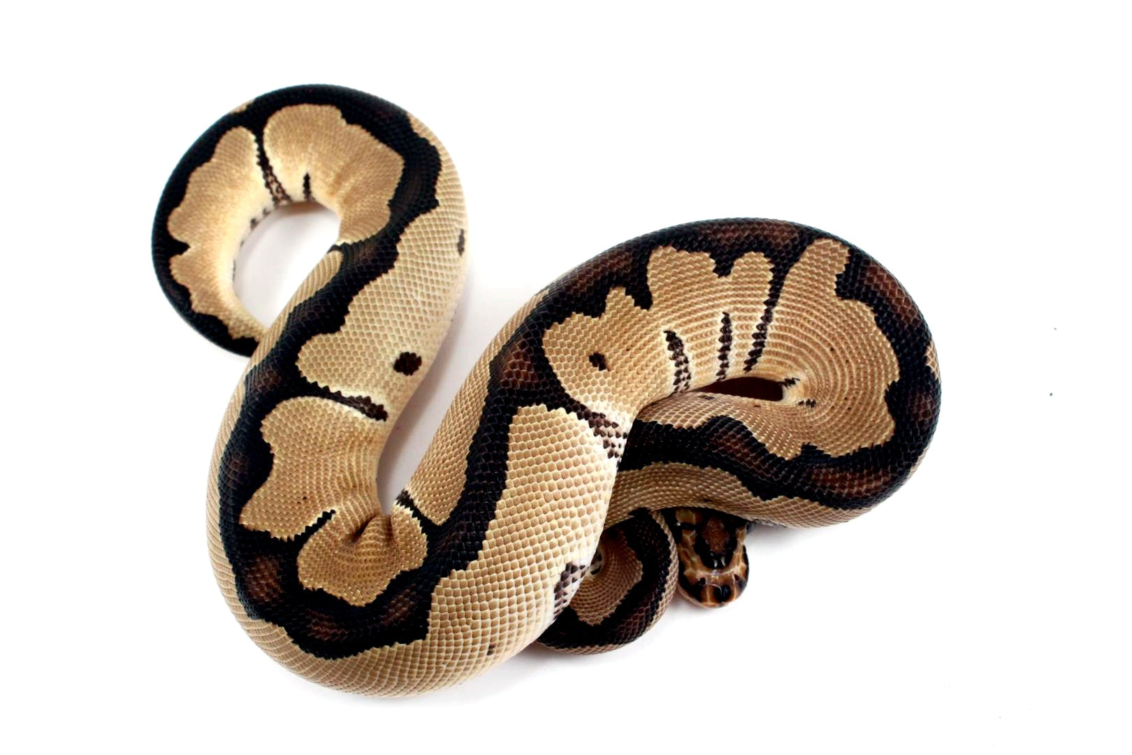 Orange Dream Clown Ball Python All Reptiles