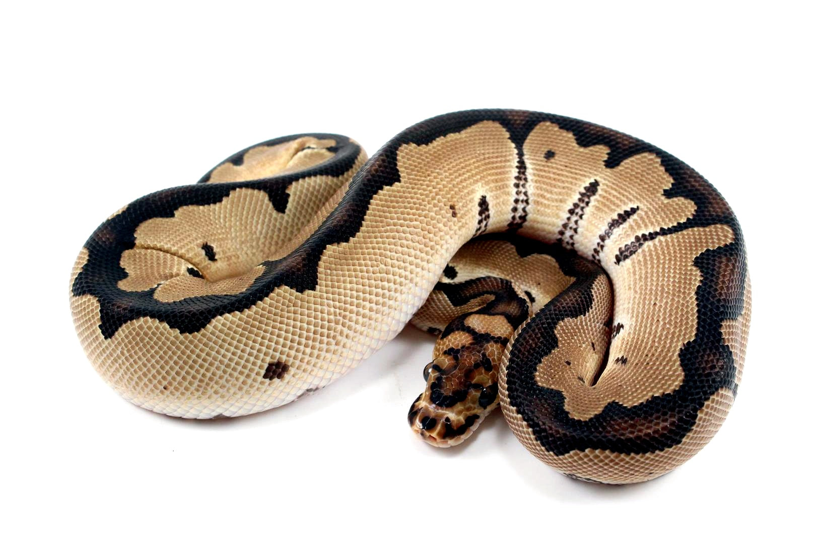 Orange Dream Clown Ball Python All Reptiles