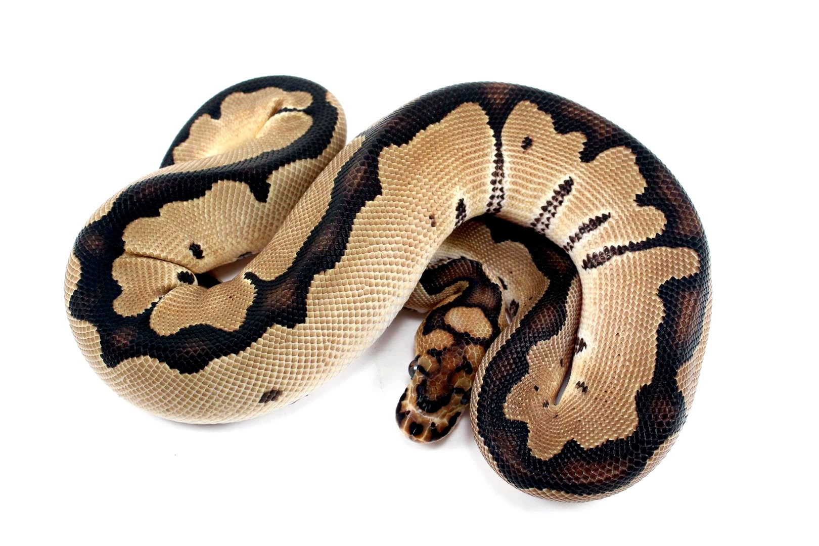 Orange Dream Clown Ball Python - All Reptiles