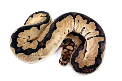 Orange Dream Clown Ball Python All Reptiles