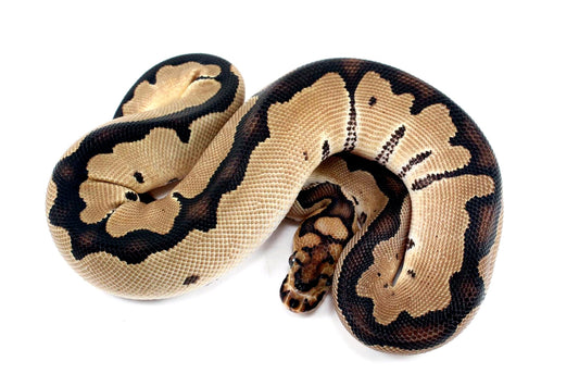 Orange Dream Clown Ball Python