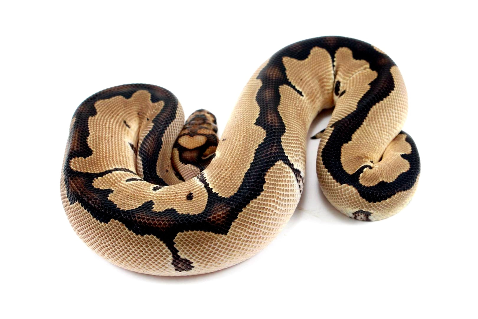 Orange Dream Clown Ball Python All Reptiles
