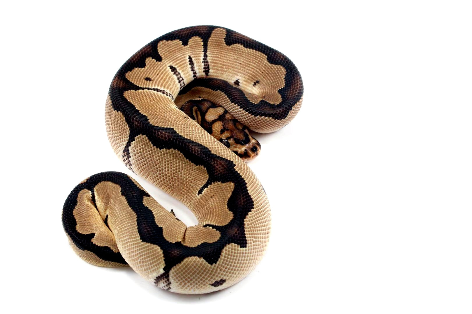 Orange Dream Clown Ball Python All Reptiles