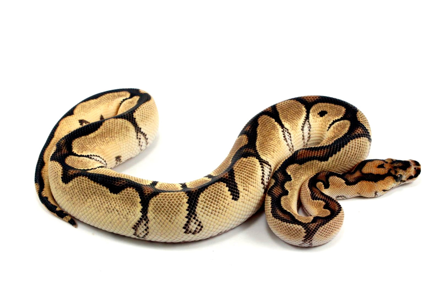 Super Orange Dream Clown Ball Python